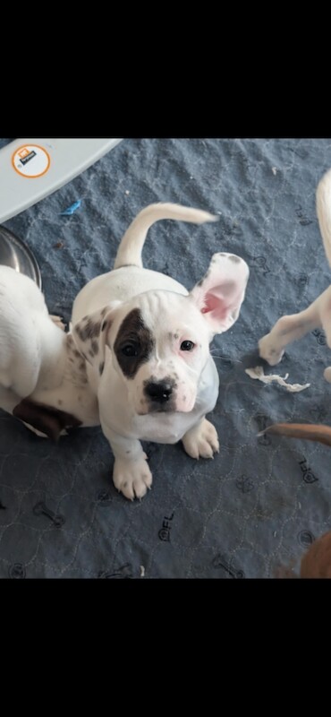 Staffie Puppies For Sale
