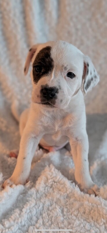 Staffordshire Bull Terrier puppies for sale in Newtownards, County Down – 11 weeks old - Image 2 of 5