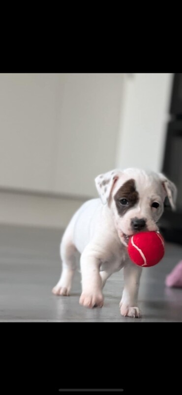 Staffordshire Bull Terrier puppies for sale in Newtownards, County Down – 11 weeks old - Image 3 of 5