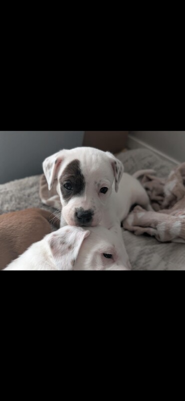 Staffordshire Bull Terrier puppies for sale in Newtownards, County Down – 11 weeks old - Image 4 of 5