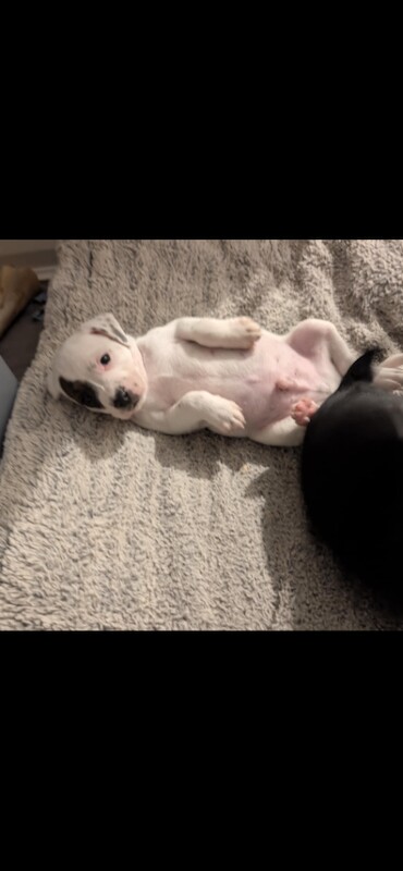 Staffordshire Bull Terrier puppies for sale in Newtownards, County Down – 11 weeks old - Image 5 of 5