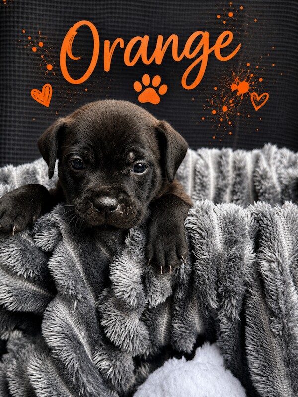 1 brown/brindle girl left!