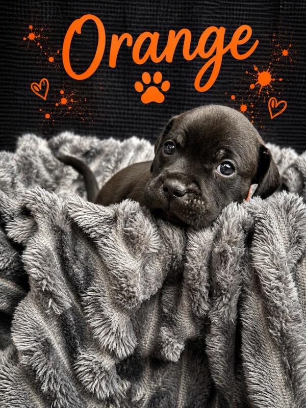 1 brown/brindle girl left! - Image 2 of 4