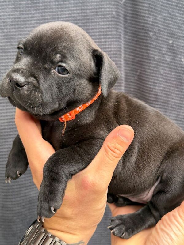 1 brown/brindle girl left! - Image 3 of 4