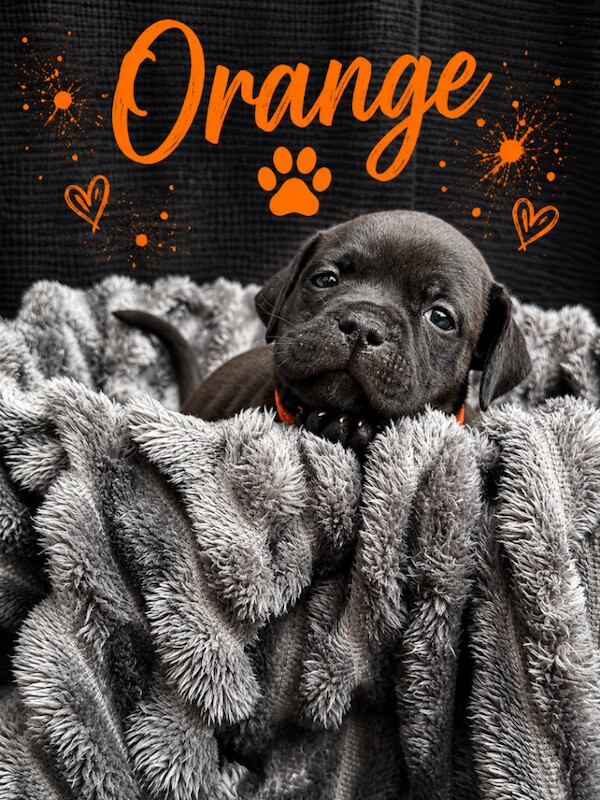 1 brown/brindle girl left! - Image 4 of 4