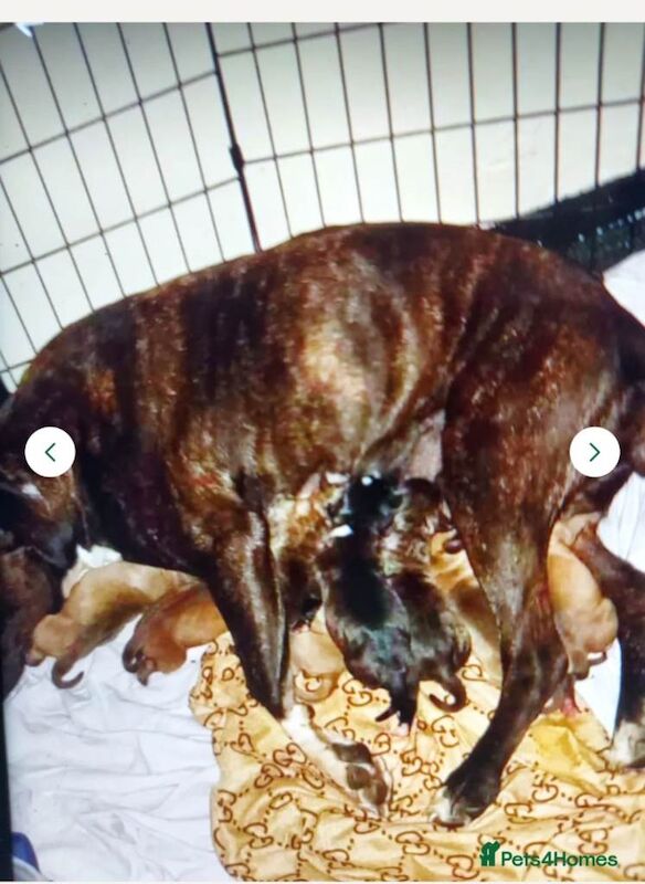 Staffordshire Bull Terrier puppies for sale in Dewsbury, West Yorkshire – 2 weeks old