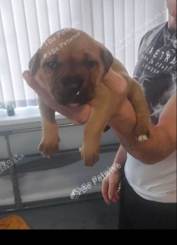 Staffordshire Bull Terrier puppies for sale in Dewsbury, West Yorkshire – 3 months old - Image 2 of 2