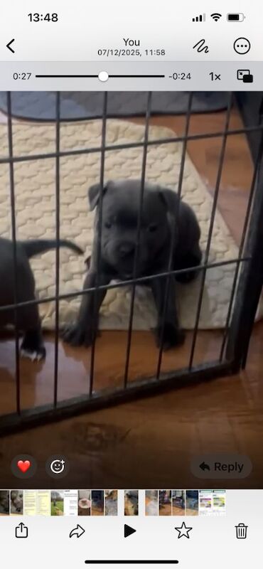 Staffordshire Bull Terrier puppies for sale in Milton Keynes, Buckinghamshire – KC registered, 5 weeks old