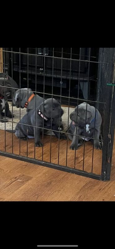 Staffordshire Bull Terrier puppies for sale in Milton Keynes, Buckinghamshire – KC registered, 5 weeks old - Image 3 of 5