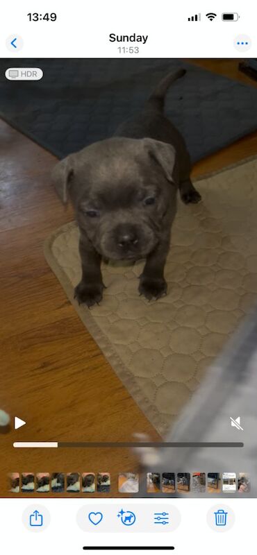 Staffordshire Bull Terrier puppies for sale in Milton Keynes, Buckinghamshire – KC registered, 5 weeks old - Image 4 of 5