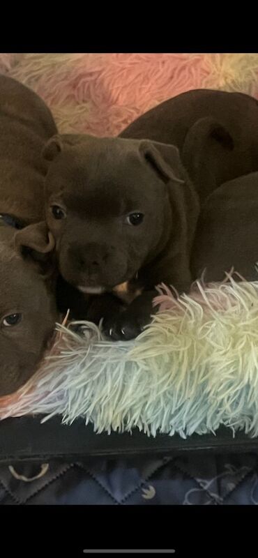 Staffordshire Bull Terrier puppies for sale in Milton Keynes, Buckinghamshire – KC registered, 5 weeks old - Image 5 of 5