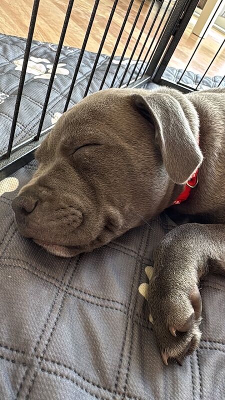 Staffordshire Bull Terrier puppies for sale in Somerset – 11 weeks old