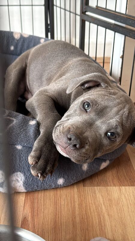 Staffordshire Bull Terrier puppies for sale in Somerset – 12 weeks old - Image 2 of 3