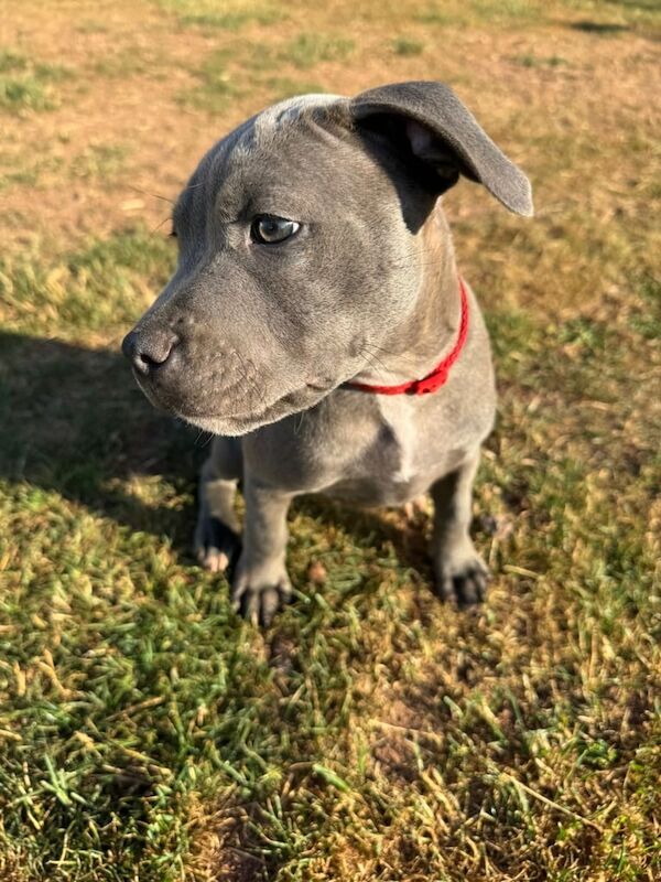 Staffordshire Bull Terrier puppies for sale in Somerset – 12 weeks old - Image 3 of 3