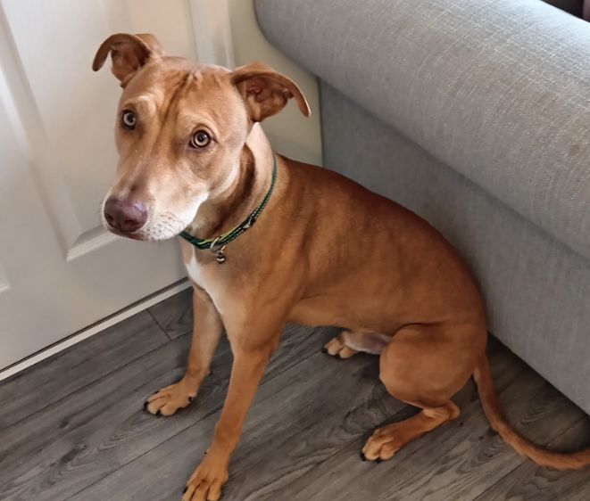 Staffordshire Bull Terrier puppies for sale in Gateshead, Tyne and Wear – 11 months old