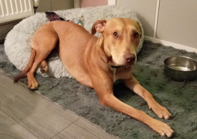 Staffordshire Bull Terrier puppies for sale in Gateshead, Tyne And Wear – 1 year old - Image 4 of 5
