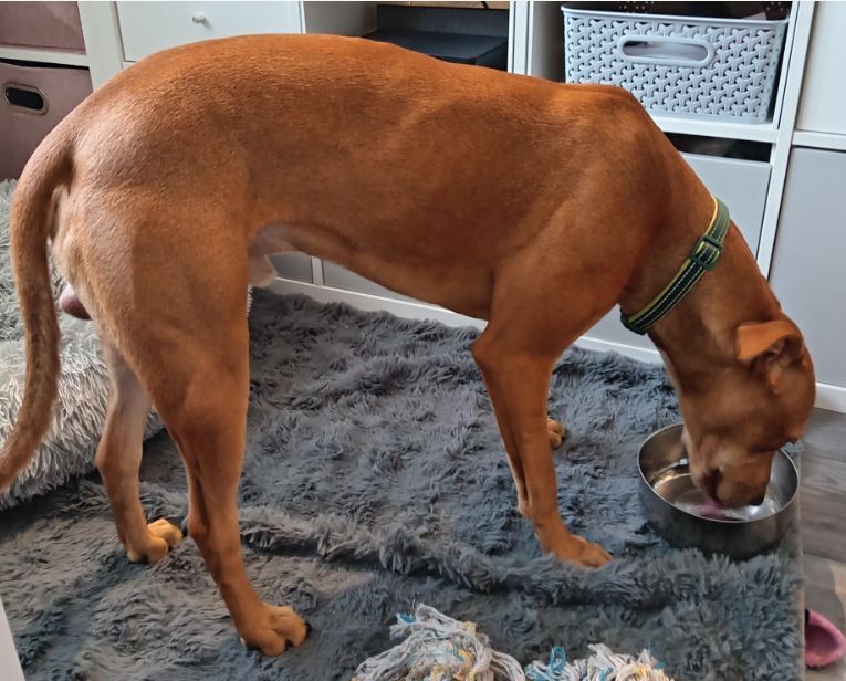 Staffordshire Bull Terrier puppies for sale in Gateshead, Tyne And Wear – 1 year old - Image 5 of 5