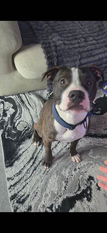 1 year old staffordshire bull terrier