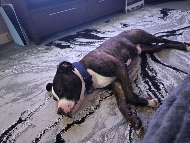 1 year old staffordshire bull terrier - Image 2 of 3