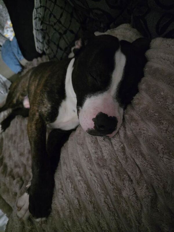 1 year old staffordshire bull terrier - Image 3 of 3