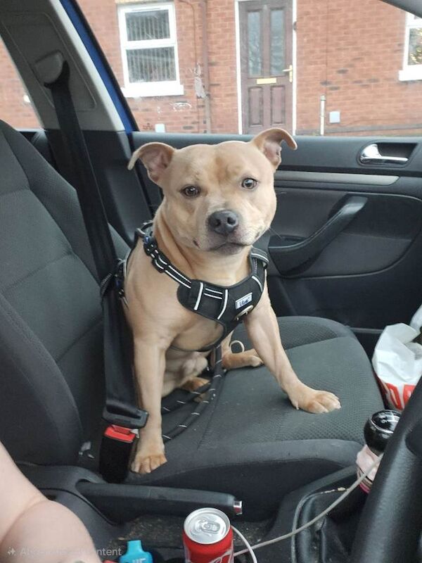 Staffordshire Bull Terrier puppies for sale in Carrickfergus, County Antrim – KC registered, 1 year old