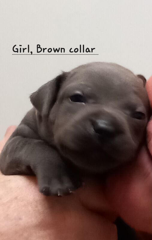 Blue staffy puppies for sale shop north west