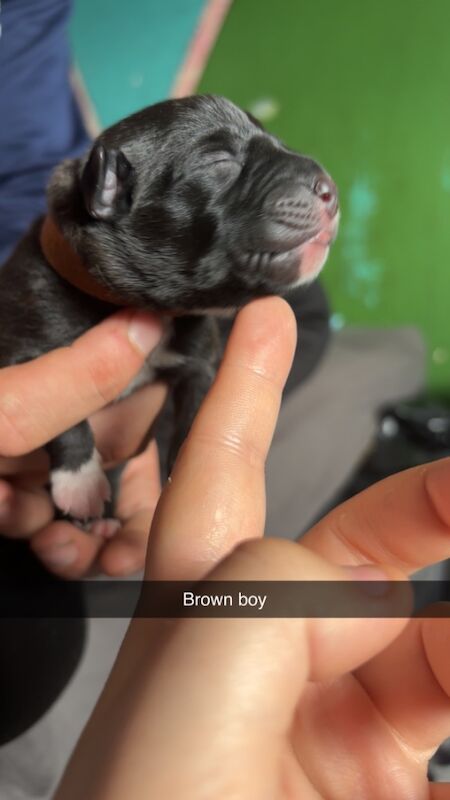 Staffordshire Bull Terrier puppies for sale in Northwich, Cheshire – 1 day old