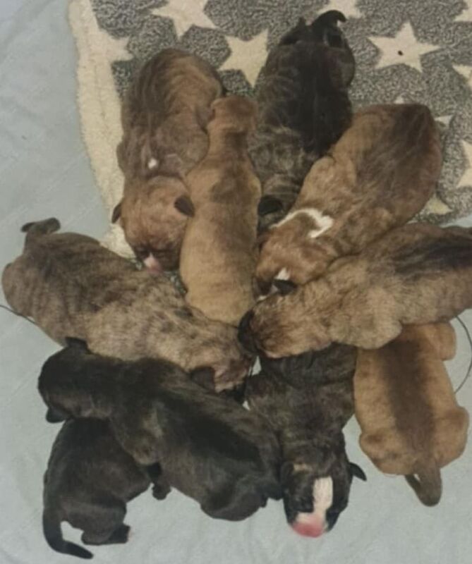 Staffordshire Bull Terrier puppies for sale in Immingham, Lincolnshire – 8 weeks old