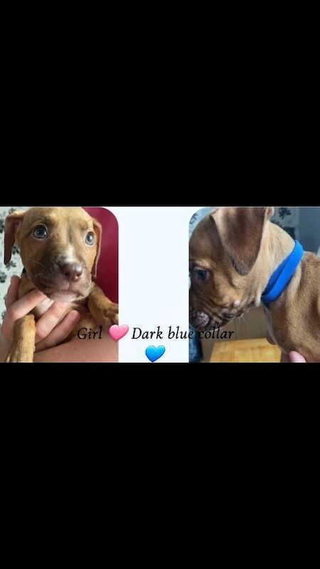 Staffordshire Bull Terrier puppies for sale in Immingham, Lincolnshire – 8 weeks old - Image 2 of 3