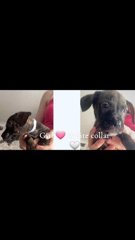 Staffordshire Bull Terrier puppies for sale in Immingham, Lincolnshire – 8 weeks old - Image 3 of 3