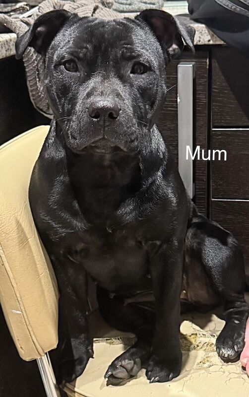 10 kc registered staffy puppies - champion lines - Image 2 of 3