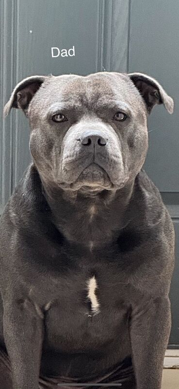 10 kc registered staffy puppies - champion lines - Image 3 of 3