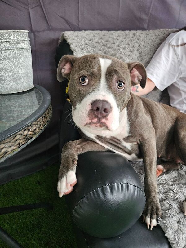 10 month of blue staffie needs new home