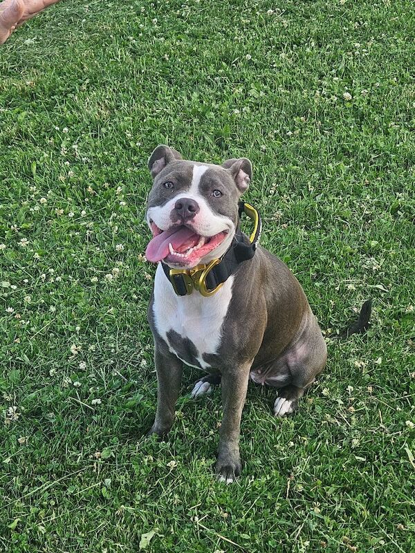 10 month of blue staffie needs new home - Image 2 of 3