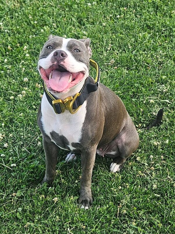10 month of blue staffie needs new home - Image 3 of 3