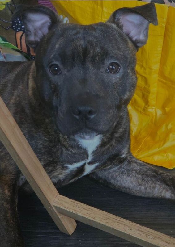 10 month old staffy pup