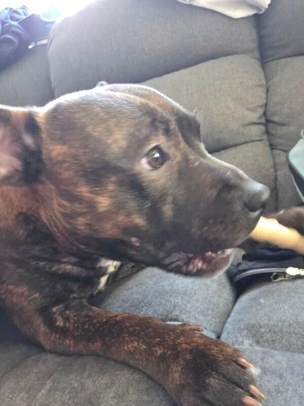 10 month old staffy pup - Image 2 of 3