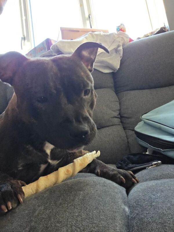10 month old staffy pup - Image 3 of 3