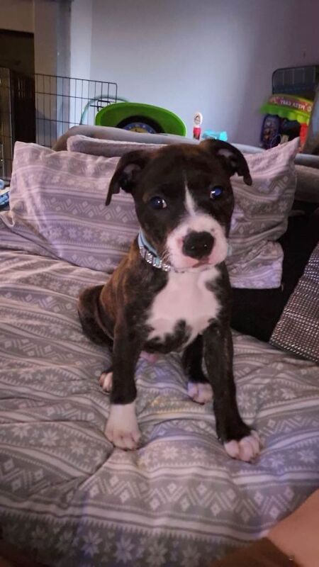 Staffordshire Bull Terrier puppies for sale in Wimbledon, London – 10 weeks old
