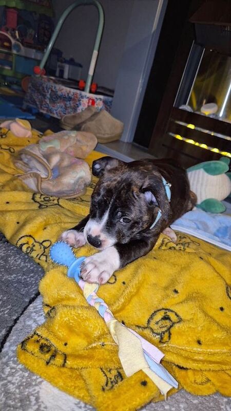 Staffordshire Bull Terrier puppies for sale in Wimbledon, London – 10 weeks old - Image 2 of 4