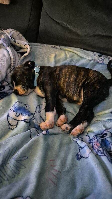 Staffordshire Bull Terrier puppies for sale in Wimbledon, London – 10 weeks old - Image 3 of 4