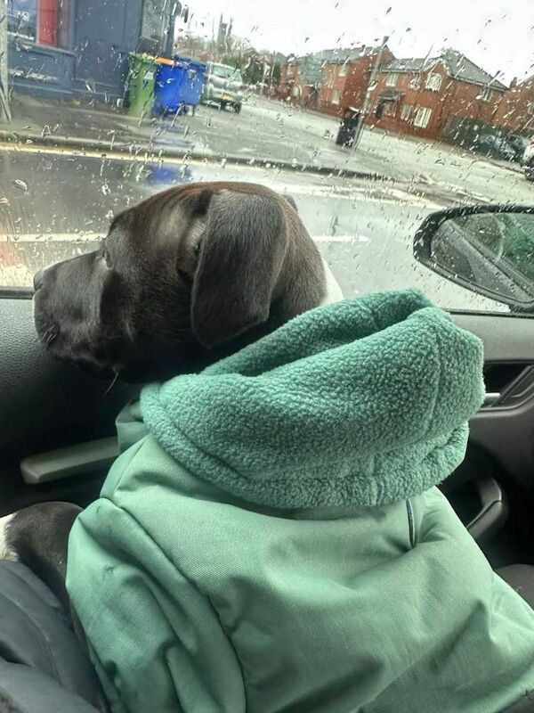 Staffordshire Bull Terrier puppies for sale in Bury, Greater Manchester – 10 weeks old