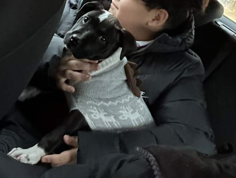 Staffordshire Bull Terrier puppies for sale in Bury, Manchester – 5 months old - Image 2 of 2