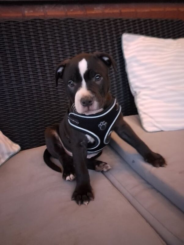 Staffordshire Bull Terrier puppies for sale in Leeds, West Yorkshire – 10 weeks old