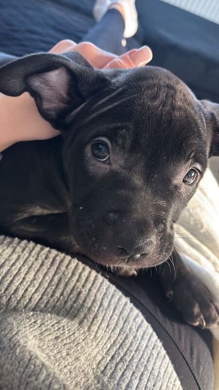 Staffordshire Bull Terrier puppies for sale in Fareham, Hampshire – 4 months old - Image 2 of 4
