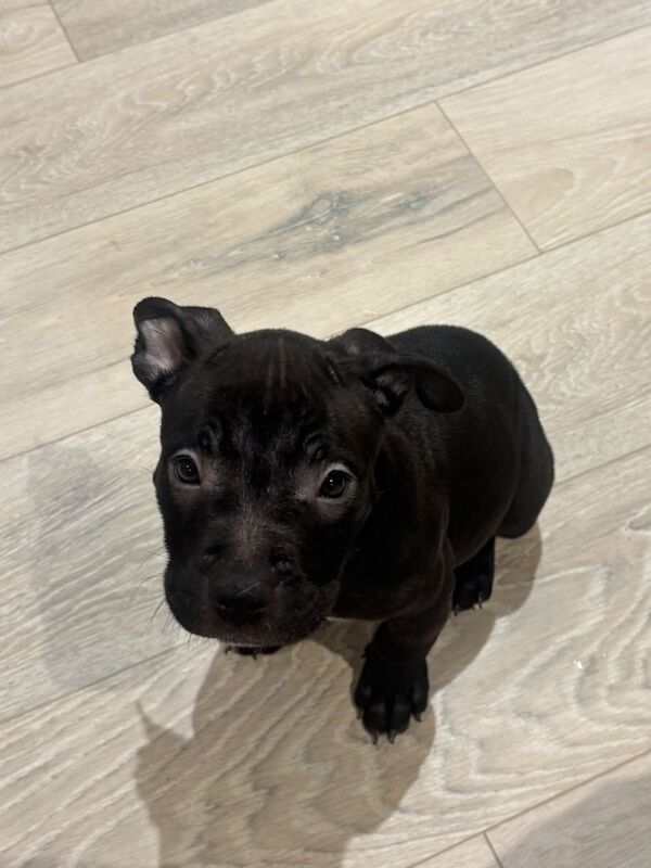 Staffordshire Bull Terrier puppies for sale in Fareham, Hampshire – 4 months old - Image 3 of 4