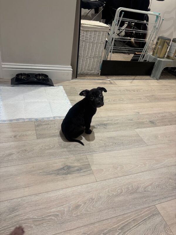 Staffordshire Bull Terrier puppies for sale in Fareham, Hampshire – 4 months old - Image 4 of 4