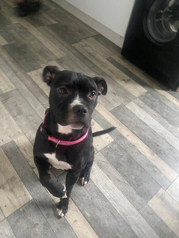 Staffordshire Bull Terrier puppies for sale in Lostock, Greater Manchester – 10 months old