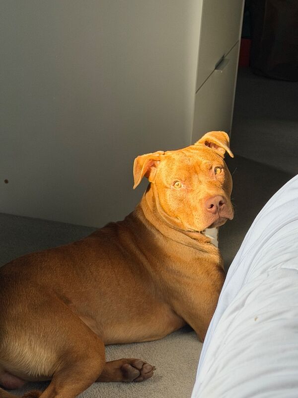 11 Month Old Staffy Mix