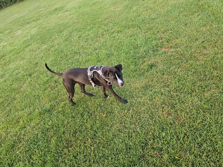 Staffordshire Bull Terrier puppies for sale in Tonbridge, Kent – 11 months old